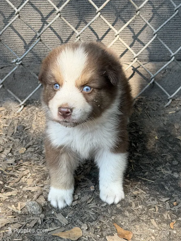 Goose  – Australian Shepherd puppy for sale in Marion, SC