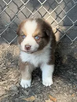 Goose , a male Australian Shepherd for sale in Marion, SC – 1 of 2