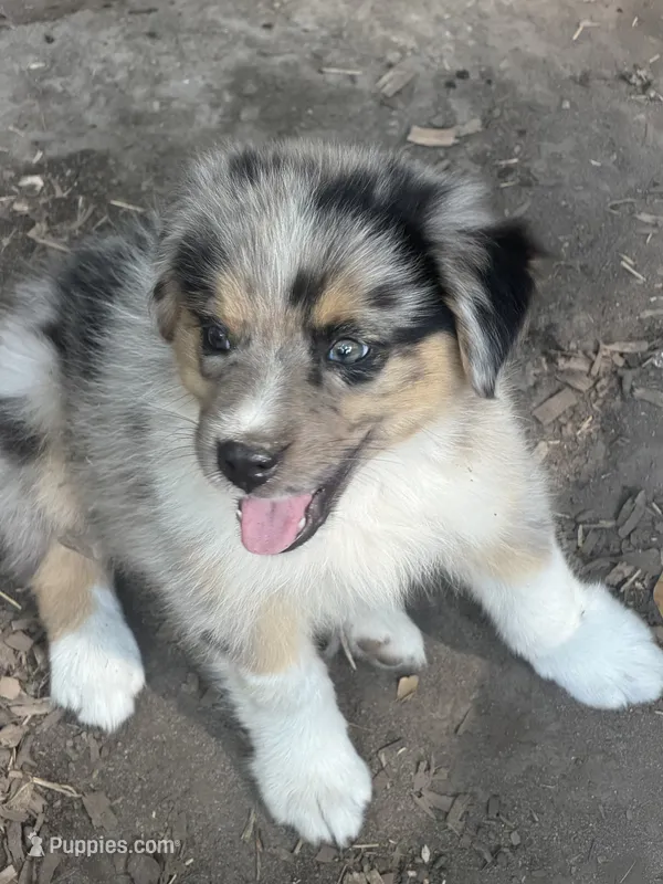 Spanky – Australian Shepherd puppy for sale in Marion, SC