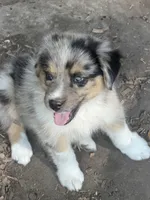 Spanky, a male Australian Shepherd for sale in Marion, SC – 1 of 3