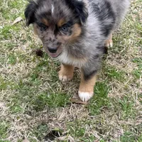 Callie, a female Australian Shepherd for sale in Marion, SC – Photo 4 of 4