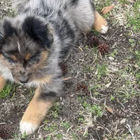 Callie, a female Australian Shepherd for sale in Marion, SC – Photo 2 of 4