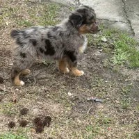 Callie, a female Australian Shepherd for sale in Marion, SC – Photo 3 of 4