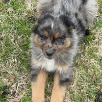 Callie, a female Australian Shepherd for sale in Marion, SC – Photo 1 of 4