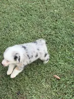 Rosco, a male Australian Shepherd for sale in Marion, SC – 5 of 5