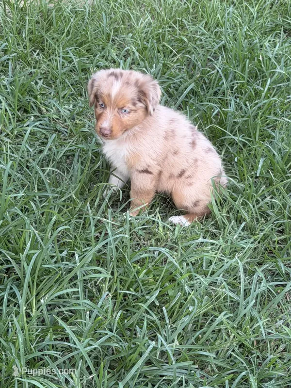 Sunny  – Australian Shepherd puppy for sale in Marion, SC