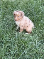 Sunny , a male Australian Shepherd for sale in Marion, SC – 1 of 6