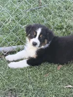 Pearl, a female Australian Shepherd for sale in Marion, SC – Photo 4 of 4