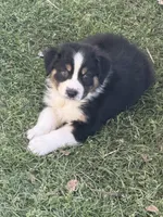 Pearl, a female Australian Shepherd for sale in Marion, SC – Photo 3 of 4