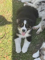 Pearl, a female Australian Shepherd for sale in Marion, SC – Photo 1 of 4