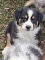 Pearl, a female Australian Shepherd for sale in Marion, SC – Photo 2 of 4
