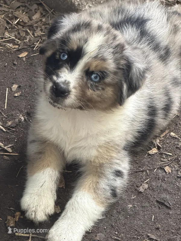 Laney – Australian Shepherd puppy for sale in Marion, SC