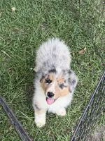 Rex, a male Australian Shepherd for sale in Marion, SC – 5 of 6
