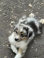 Spanky, a male Australian Shepherd for sale in Marion, SC – 3 of 3