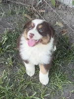 Dolly, a female Australian Shepherd for sale in Marion, SC – 2 of 4