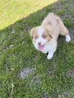 Penny, a female Australian Shepherd for sale in Marion, SC – Photo 3 of 5