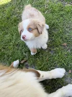 Penny, a female Australian Shepherd for sale in Marion, SC – Photo 2 of 5