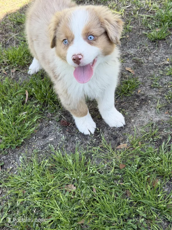 Penny, a female Australian Shepherd for sale in Marion, SC – Photo 1 of 5