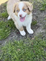 Penny, a female Australian Shepherd for sale in Marion, SC – Photo 1 of 5