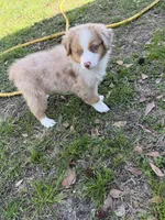 Penny, a female Australian Shepherd for sale in Marion, SC – Photo 5 of 5