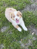 Penny, a female Australian Shepherd for sale in Marion, SC – Photo 4 of 5