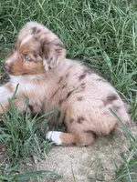 Sunny , a male Australian Shepherd for sale in Marion, SC – 6 of 6