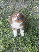Sammy, a female Australian Shepherd for sale in Marion, SC – 2 of 6