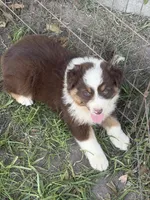 Dolly, a female Australian Shepherd for sale in Marion, SC – 1 of 4