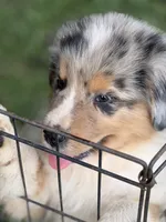 Rex, a male Australian Shepherd for sale in Marion, SC – 2 of 6