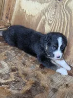Sam, a male Australian Shepherd for sale in Marion, SC – 2 of 3