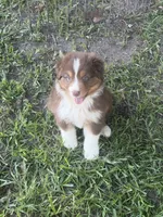 Sammy, a female Australian Shepherd for sale in Marion, SC – 5 of 6