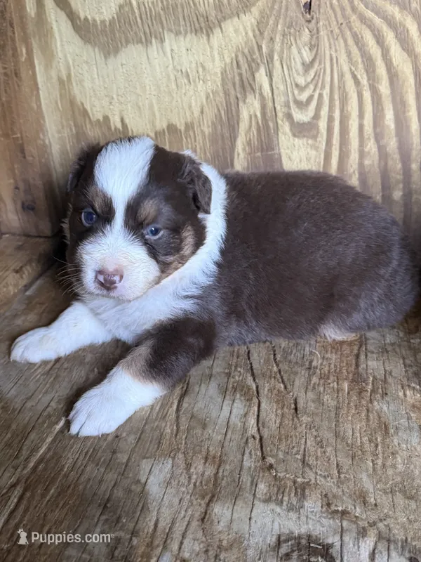 Dolly – Australian Shepherd puppy for sale in Marion, SC