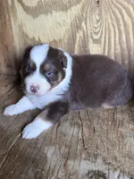 Dolly, a female Australian Shepherd for sale in Marion, SC – 1 of 4