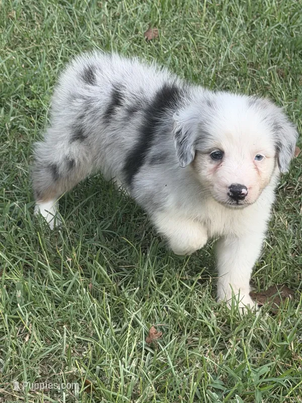Toby – Australian Shepherd puppy for sale in Marion, SC