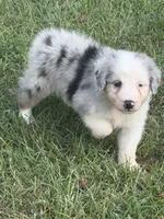 Toby, a male Australian Shepherd for sale in Marion, SC – 1 of 4