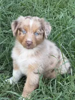 Sunny , a male Australian Shepherd for sale in Marion, SC – 3 of 6