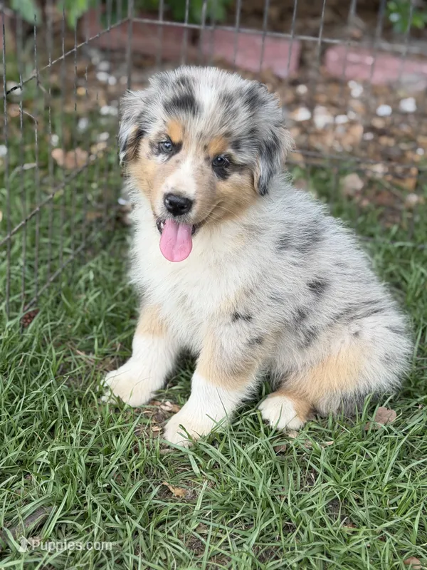 Rex – Australian Shepherd puppy for sale in Marion, SC