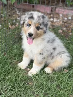 Rex, a male Australian Shepherd for sale in Marion, SC – 1 of 6