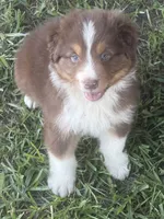 Sammy, a female Australian Shepherd for sale in Marion, SC – 1 of 6