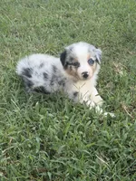 Lexie, a female Australian Shepherd for sale in Marion, SC – 2 of 4