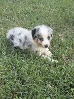 Lexie, a female Australian Shepherd for sale in Marion, SC – 3 of 4