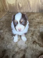 Dolly, a female Australian Shepherd for sale in Marion, SC – 3 of 4