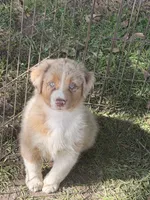 Dolly, a female Australian Shepherd for sale in Marion, SC – 2 of 2