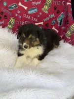 Bonnie, a female Australian Shepherd for sale in Marion, SC – Photo 4 of 4