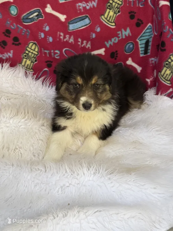 Bonnie – Australian Shepherd puppy for sale in Marion, SC