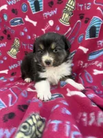 Bonnie, a female Australian Shepherd for sale in Marion, SC – Photo 2 of 3