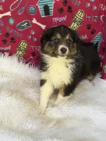 Bonnie, a female Australian Shepherd for sale in Marion, SC – Photo 3 of 4