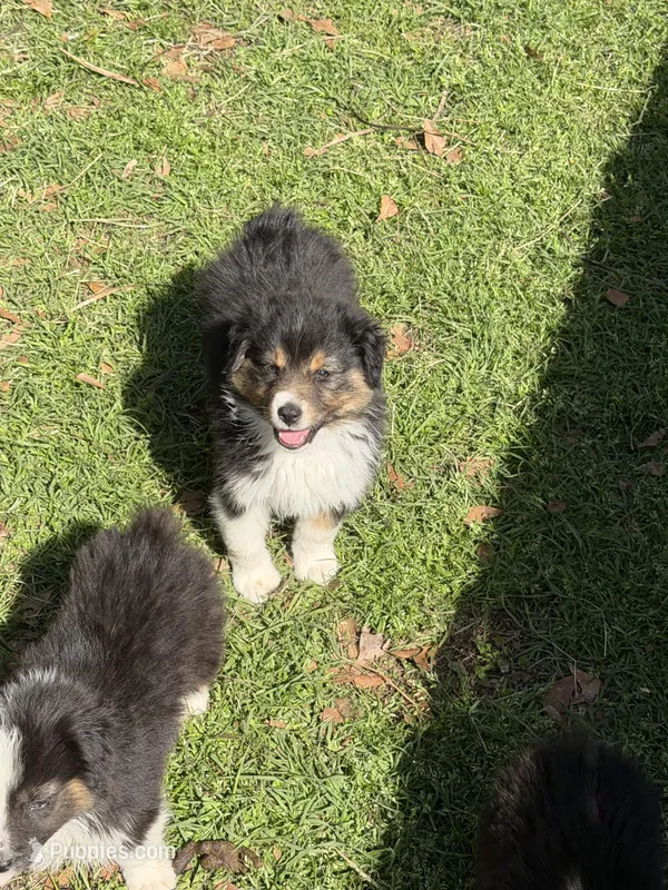 Bonnie – Australian Shepherd puppy for sale in Marion, SC