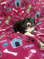 Bonnie, a female Australian Shepherd for sale in Marion, SC – Photo 1 of 3
