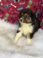 Bonnie, a female Australian Shepherd for sale in Marion, SC – Photo 2 of 4